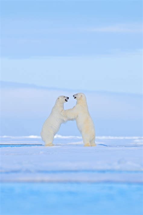 North Pole Animals | A Guide To Wildlife On A North Pole Cruise