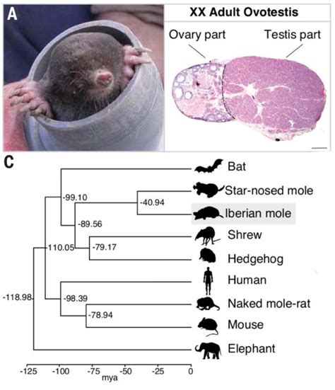 Francis Villatoro on Twitter: "#ScienceMagazine The mole genome reveals regulatory ...