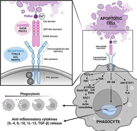 Tam Receptorligand Structure And Signaling In Phagocytosis Both