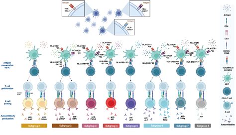 Figure 4 from Distinct HLA associations with autoantibody-defined ... 