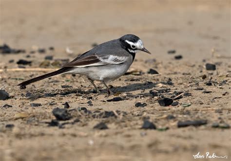 White Wagtail Northern India Bird Images From Foreign Trips