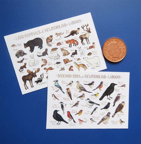 Newfoundland Wildlife Posters x 2 — The Dolls House Mall