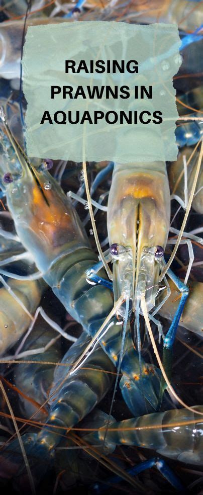 Raising Prawns In Aquaponics Aquaponics Aquaponics Fish Aquaponic