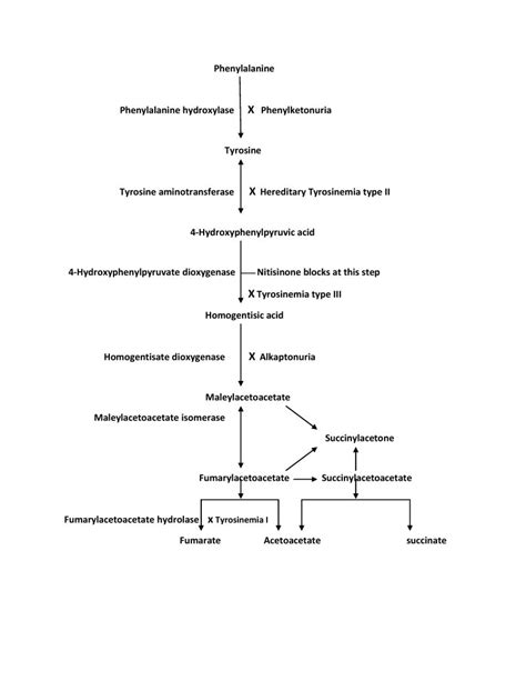 Tyrosine Metabolism