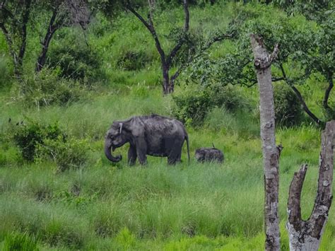 top   wildlife sanctuaries  kerala iris holidays