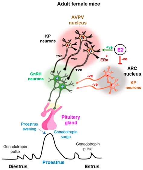 Cells Free Full Text Sexual Dimorphism In Kisspeptin Signaling HTML