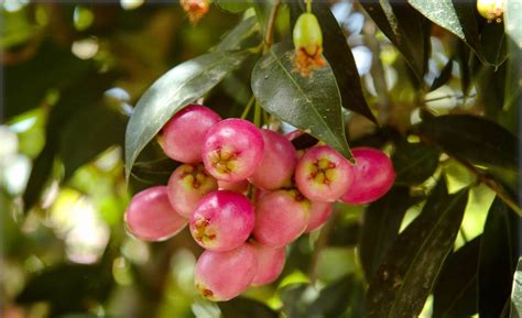 Syzygium Paniculatum Eugenia Paniculata Kirschmyrte Flora Toskana