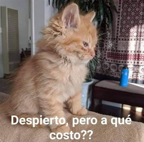 Despierto Mimido Meme Gato Im Genes Graciosas Memes Sarc Sticos