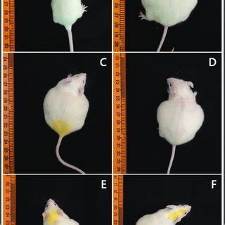 Gross Appearance Of Mice Following Treatment With Leam And Cisplatin On