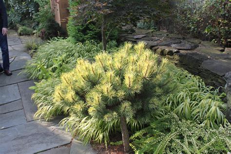 Pinus Parviflora Aoba Jo Japanese White Pine Conifer Kingdom