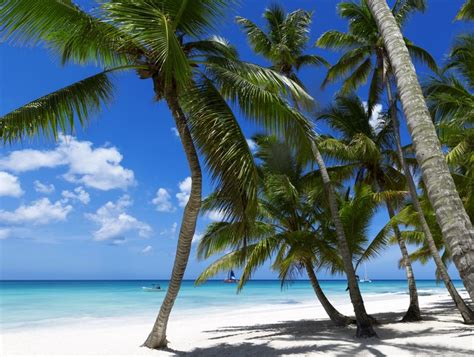 4K 5K Tropics Coast Sea Palms HD Wallpaper Rare Gallery