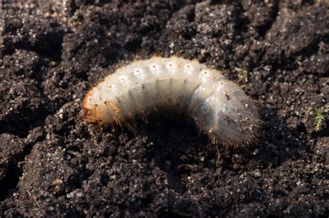 Engerlinge Im Blumentopf Befall Erkennen Bek Mpfen