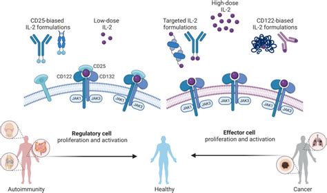 A Systematic Review Of Interleukin Based Immunotherapies In Clinical