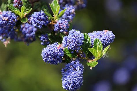 青い花を咲かせる丈夫でおすすめな植物（低木・草花）10選まとめ ～ シンボルツリー，庭木，生垣，寄せ植えに パパの手間いらず庭づくり＋