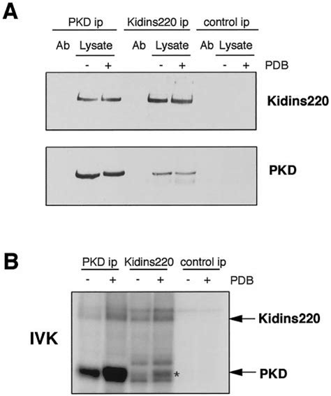 Pkd Interacts With Kidins In Vivo A Pc Cells Untreated Or