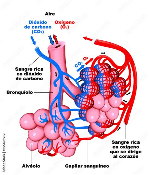 Intercambio De Gases En Pulmones Vector De Stock Adobe Stock