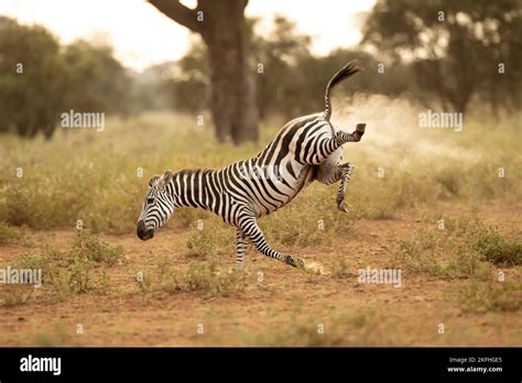 Grant S Zebra Equus Quagga Boehmi Running In Amboseli National Park