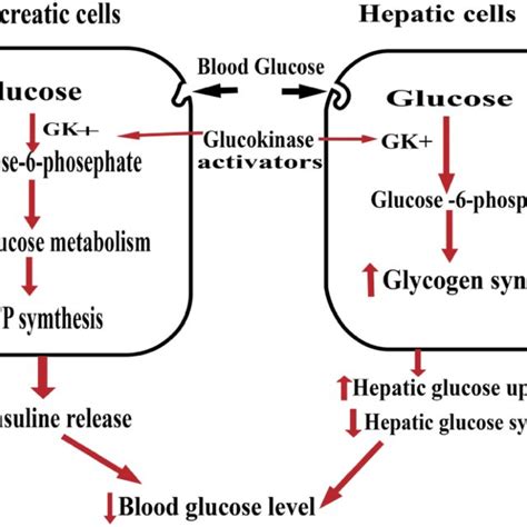 Glucokinase Activators in Clinical Development | Download Scientific ...