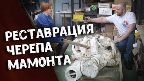 Как реставрируют кости мамонта после раскопок | Трогонтериевый мамонт в ...
