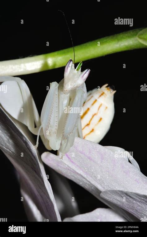 Hymenopus Coronatus Orchieen Mantis Kronenfangschrecke