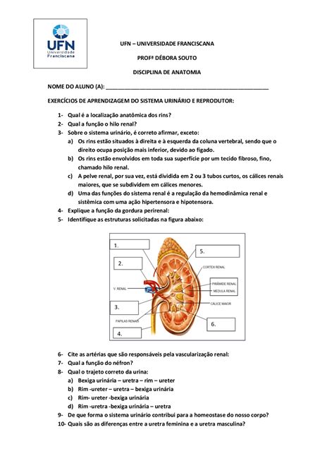 Exercícios Sobre Sistema Urinário - BRAINCP