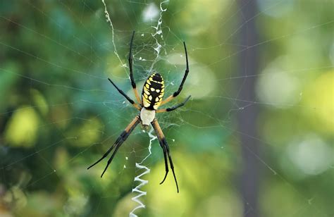 Spider Spotlight: Yellow Garden Spider - Drive-Bye Pest Exterminators