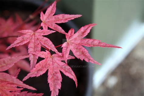 Japanese Acer Ii By Pzychonoir On Deviantart