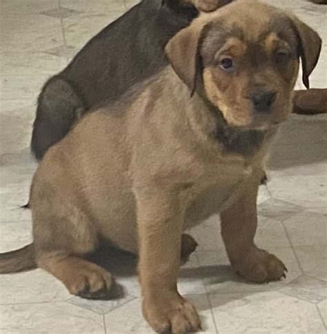 Rocky - Boxer and Rottweiler Hybrid Puppy for Sale in Uhrichsville, OH ...