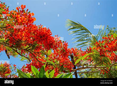 Flamboyant Tree Africa Hi Res Stock Photography And Images Alamy