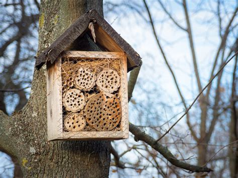 Insectenhotel Zelf Maken Zie Hier De Leukste Voorbeelden