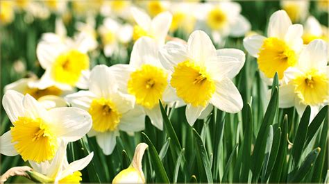 Daffodil Flower In Hindi Meaning Best Flower Site