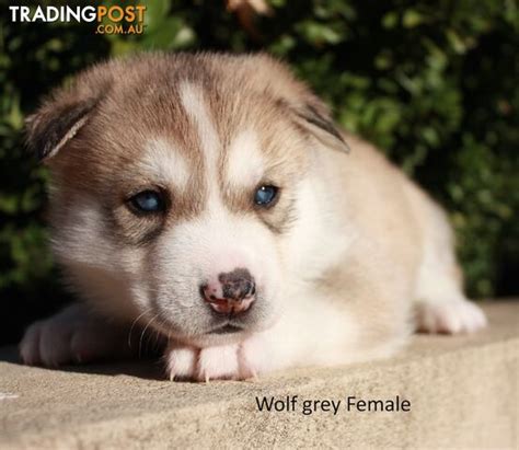 Pure Breed Siberian Husky Puppies