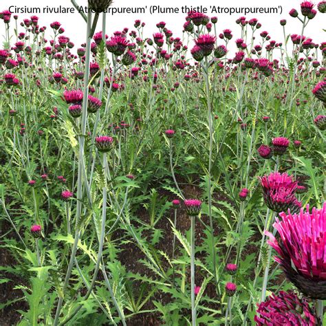 Cirsium rivulare Atropurpureum - Plume thistle Atropurpureum 02 3D