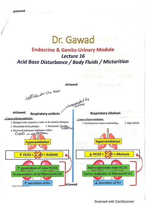 Handout Lecture 16 Physiology Pathology Studocu