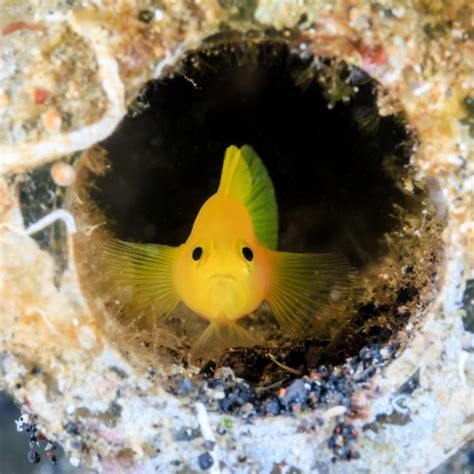 Panamic Barnacle Blenny Fish And Coral Store