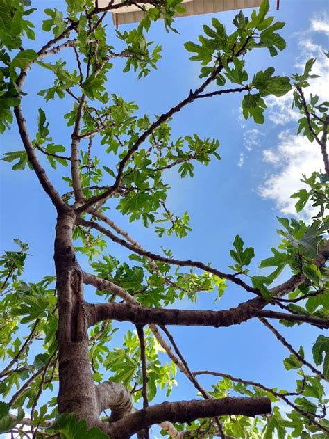 Fig Tree A Symbol Of Life And Growth