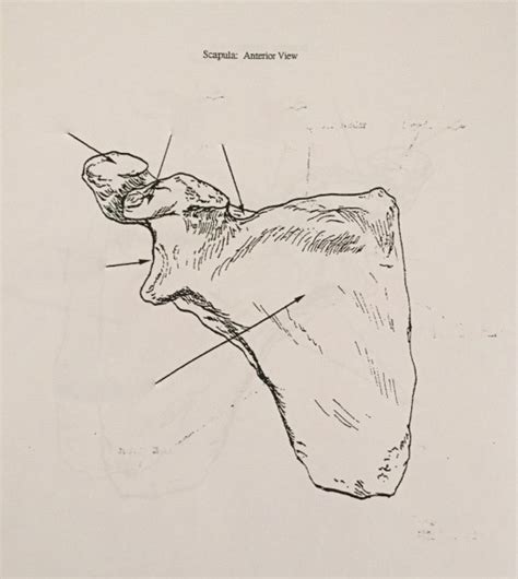 Scapula Anterior Posterior Views Diagram Quizlet