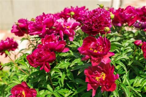 Клубни Пионов Фото — New-Freepik.Ru