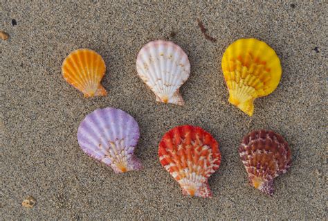 Rare Seashells Okinawa Nature Photography