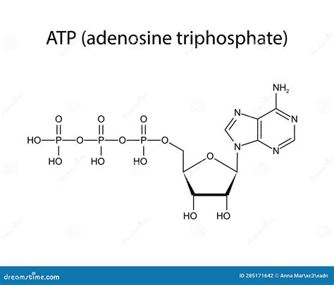 Adenosine Triphosphate Atp Molecular Structure Vector Illustration