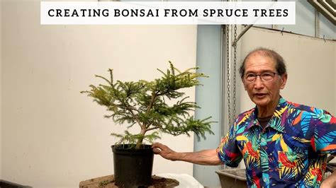 Creating Bonsai From Spruce Trees Youtube