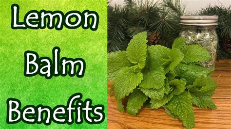 Lemon Balm Benefits And Uses Melissa Officinalis Youtube