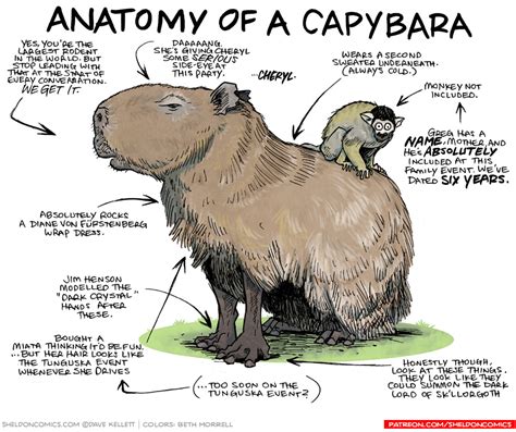 Anatomy of a Capybara - Sheldon® Comic Strip