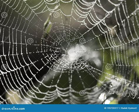 Photo Of A Spider Web Covered With Dew Drops Stock Image Image Of