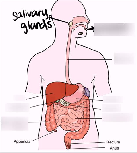 Digestive System Diagram Part 1- Biology Midterm Diagram | Quizlet