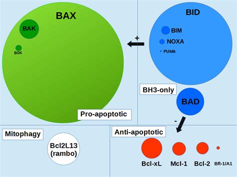 Frontiers Non Phosphorylatable Mutants Of Ser184 Lead To Incomplete