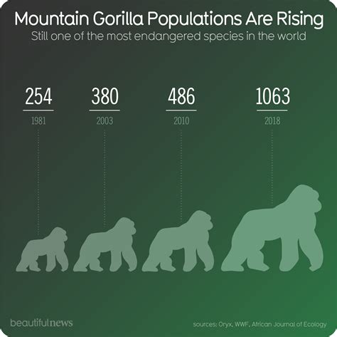 Western Lowland Gorilla Chart