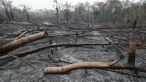 Bolivia Incendios Forestales No Dan Tregua Y Daños A La Fauna Y Flora