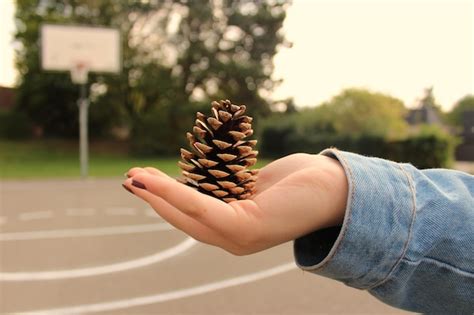 Premium Photo Cropped Hand Of Woman Holding Pine Cone