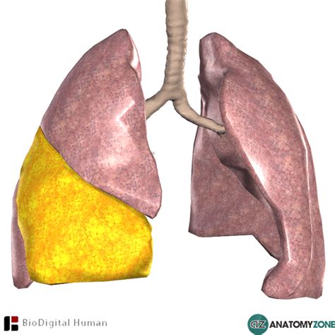 Middle Lobe of Right Lung - AnatomyZone